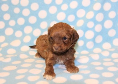 Chocolate Havanese Puppy