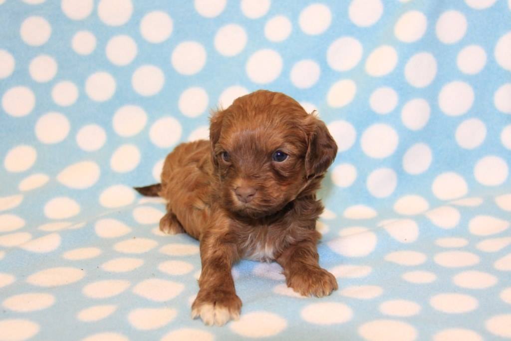 chocolate havanese puppies for sale near me