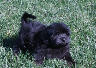 Black Havanese Puppy