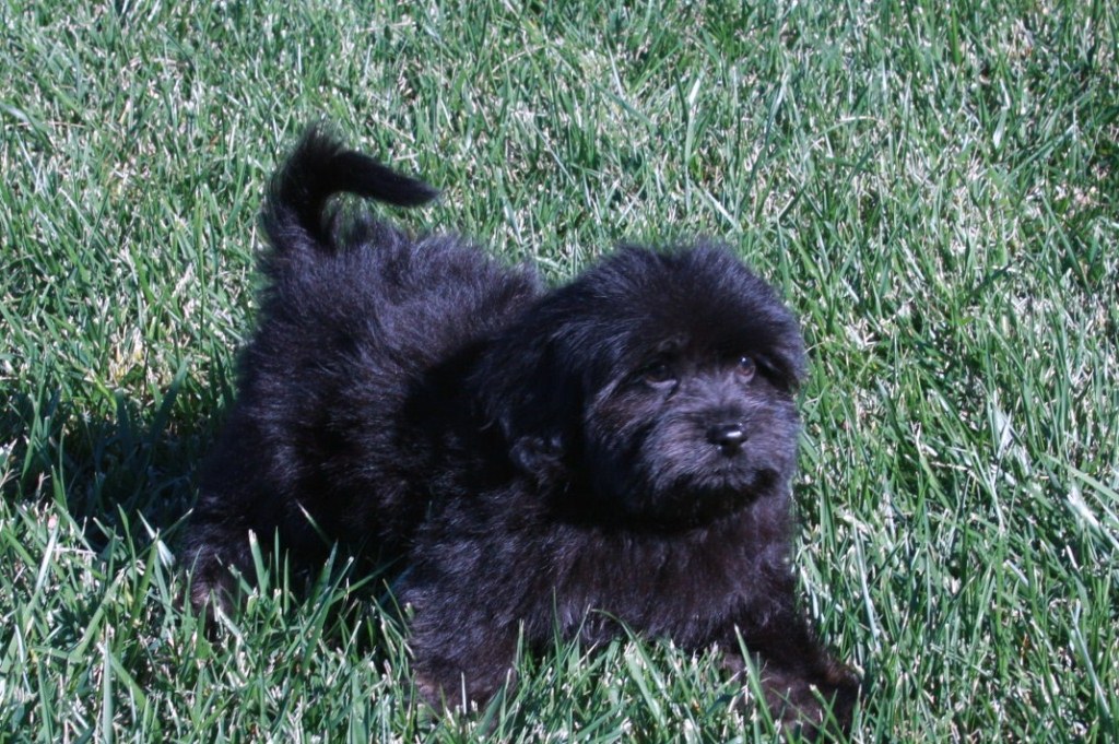 California Havanese Puppies Available Angie S Havanese Puppies