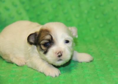 Havanese Puppy Sable Party