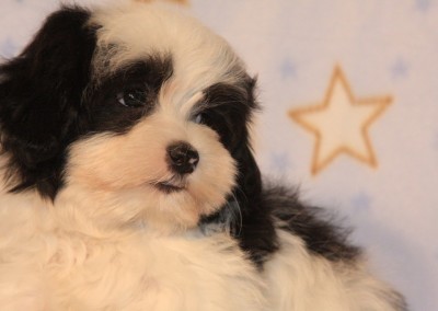 Black Party Havanese Puppy