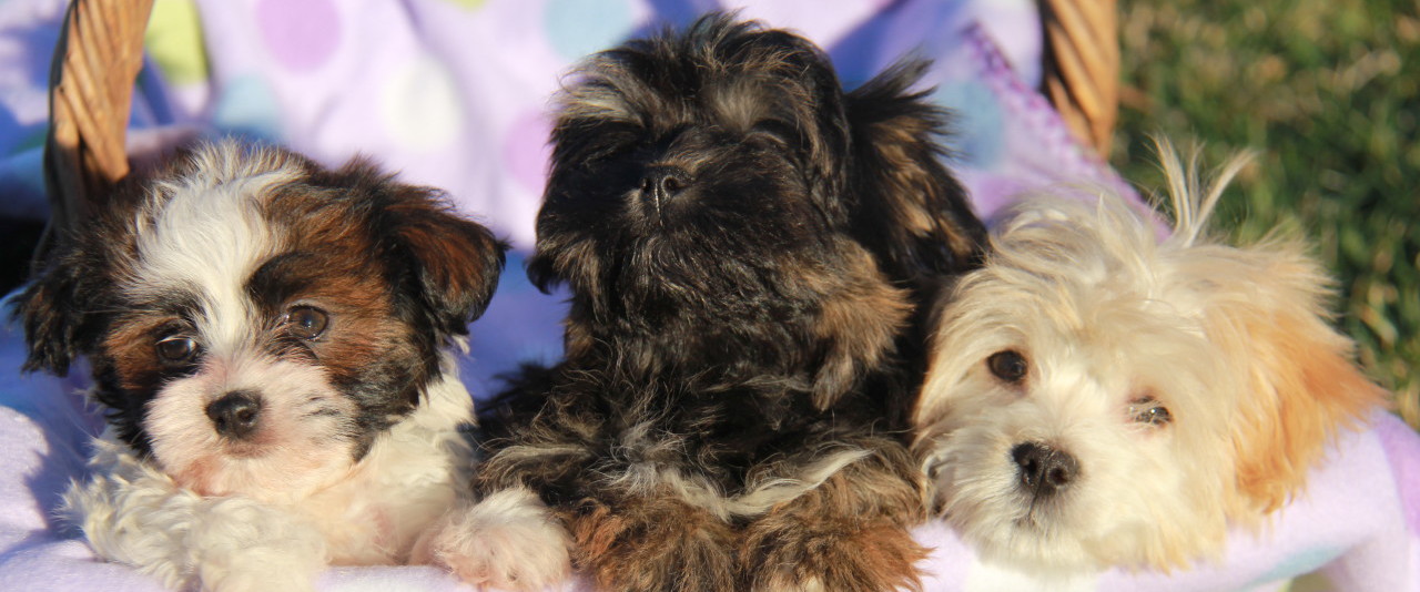 Utah Havanese Puppies