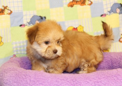 Havanese Puppy