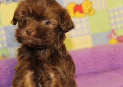 Chocolate Havanese Puppy