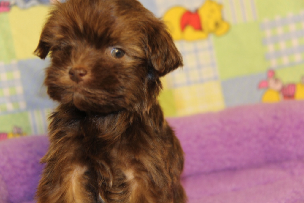 chocolate havanese puppies for sale near me