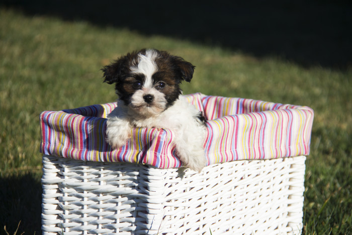 Havanese Puppy Health Guarantee