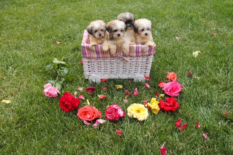 Havanese Puppies Utah