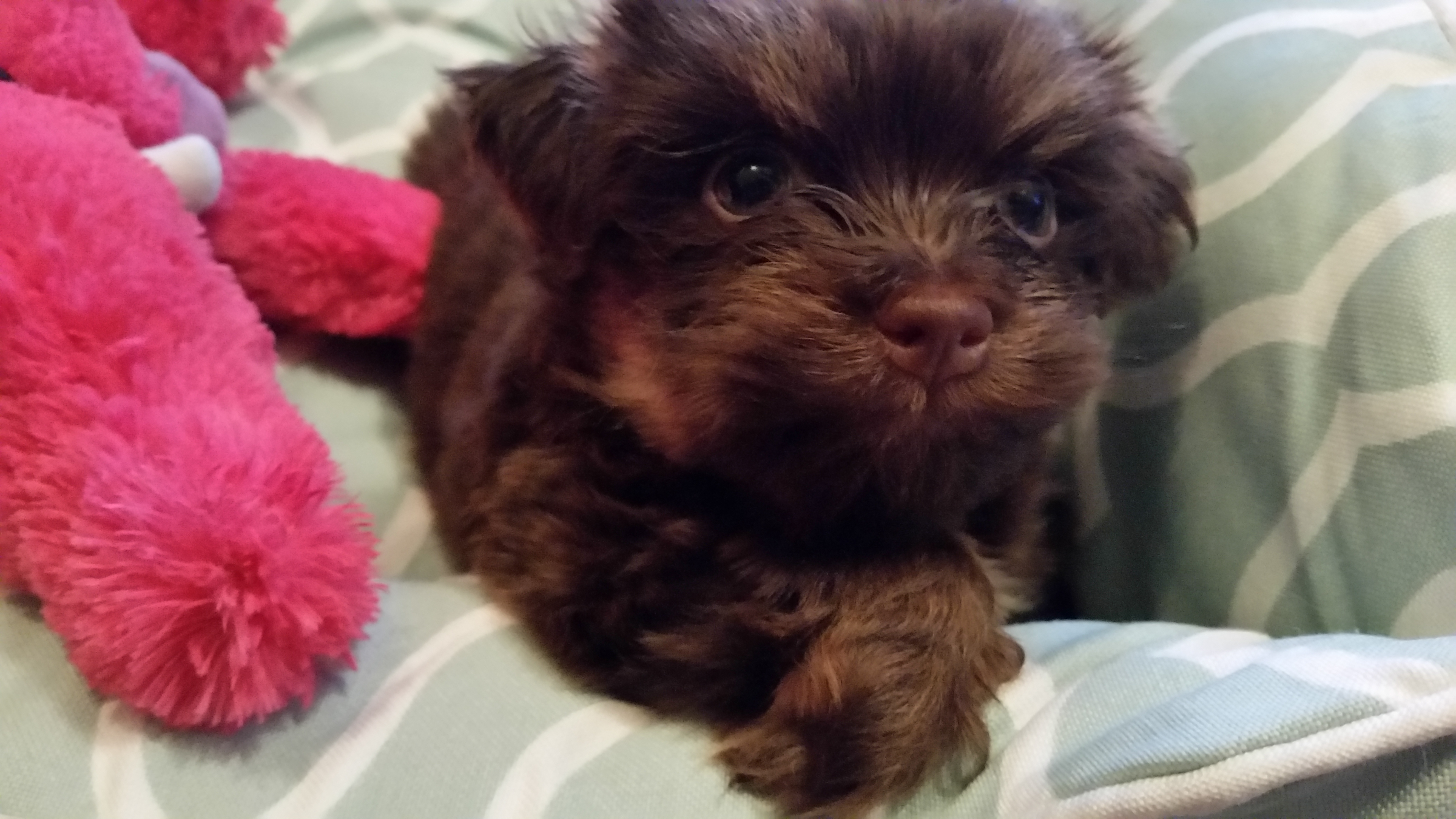 Havanese Puppies in California