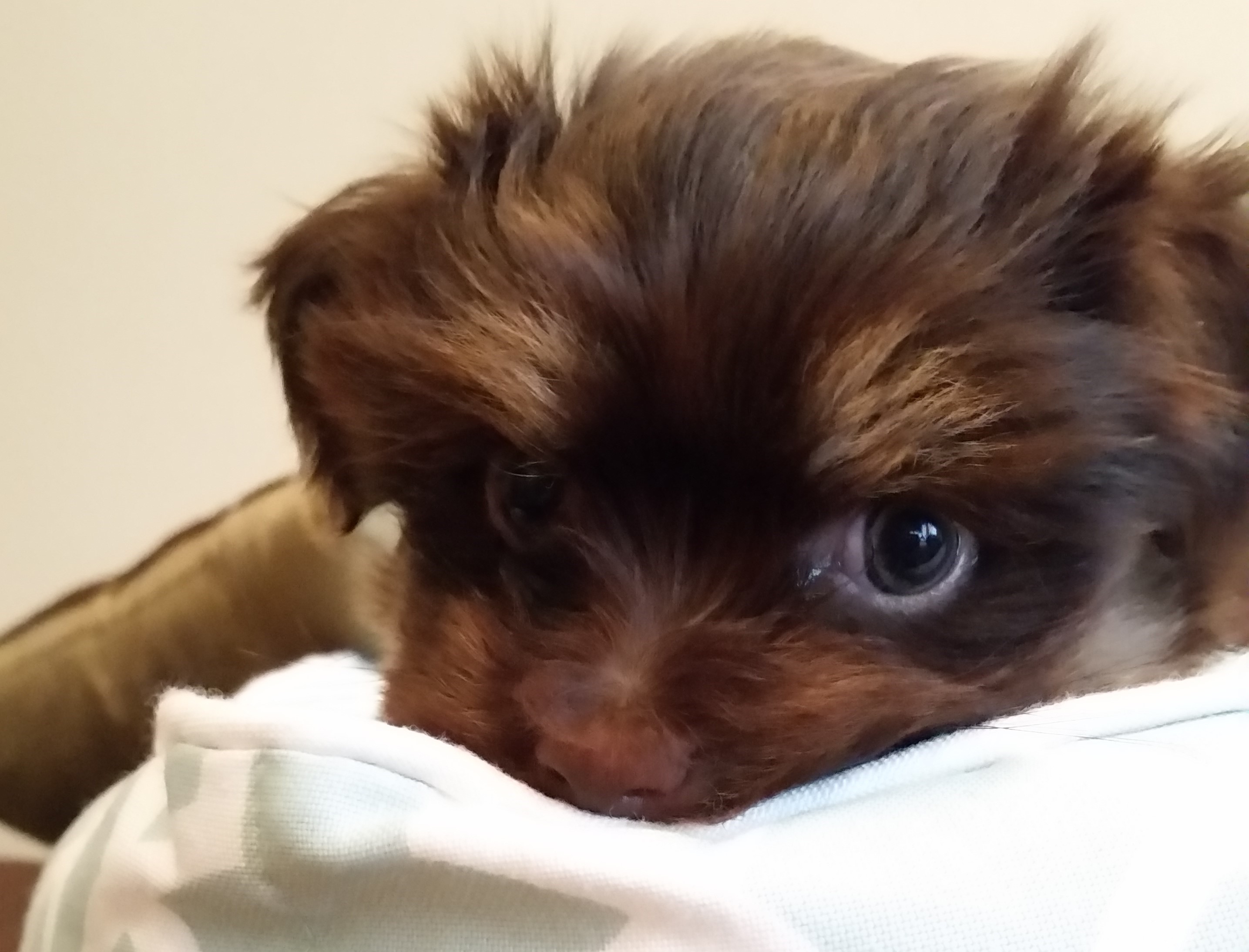 Havanese Puppies for Sale