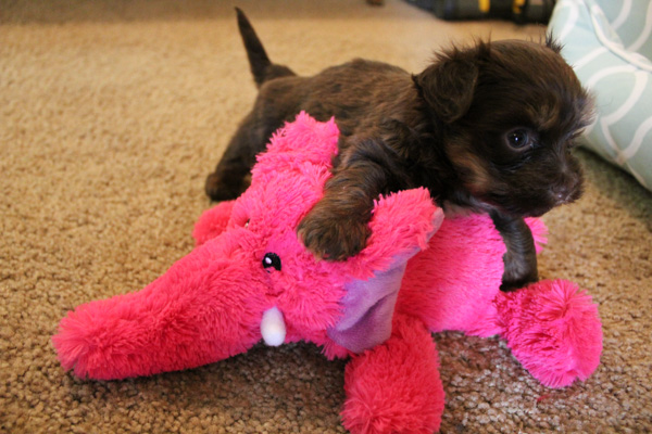 Havanese Puppies in California