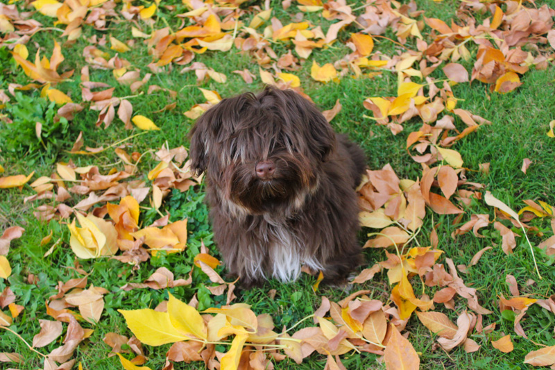 Havanese Puppies in California