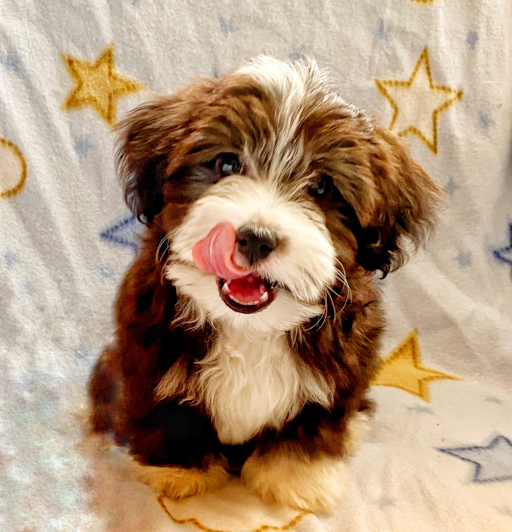 Angie's Havanese Puppies Havanese Breeders California & Utah Havanese