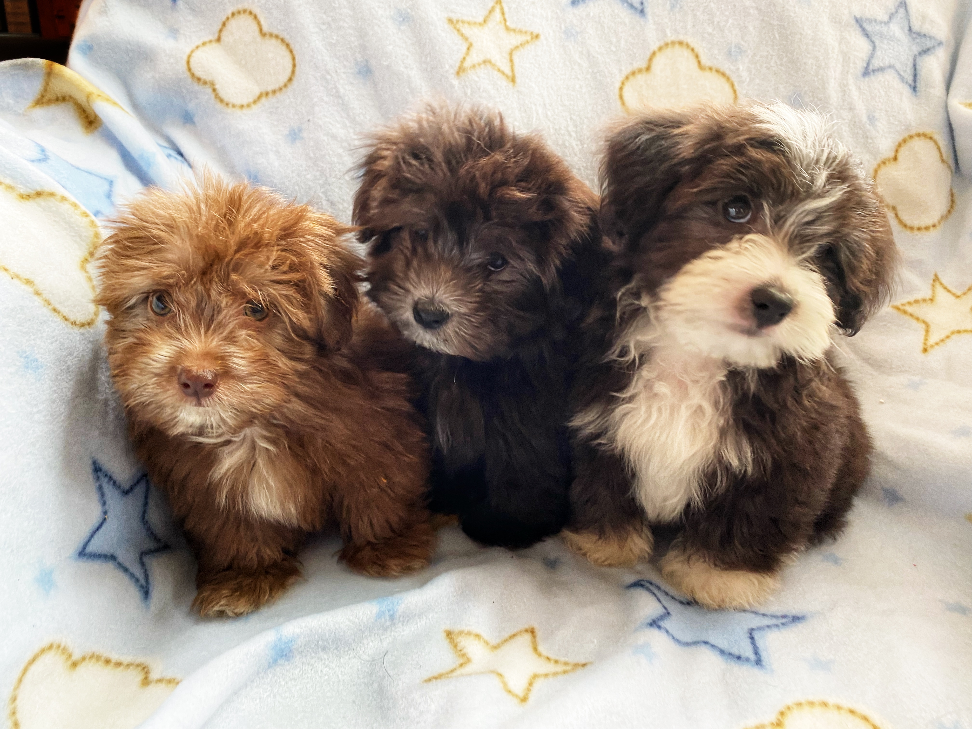 Utah Havanese Puppies