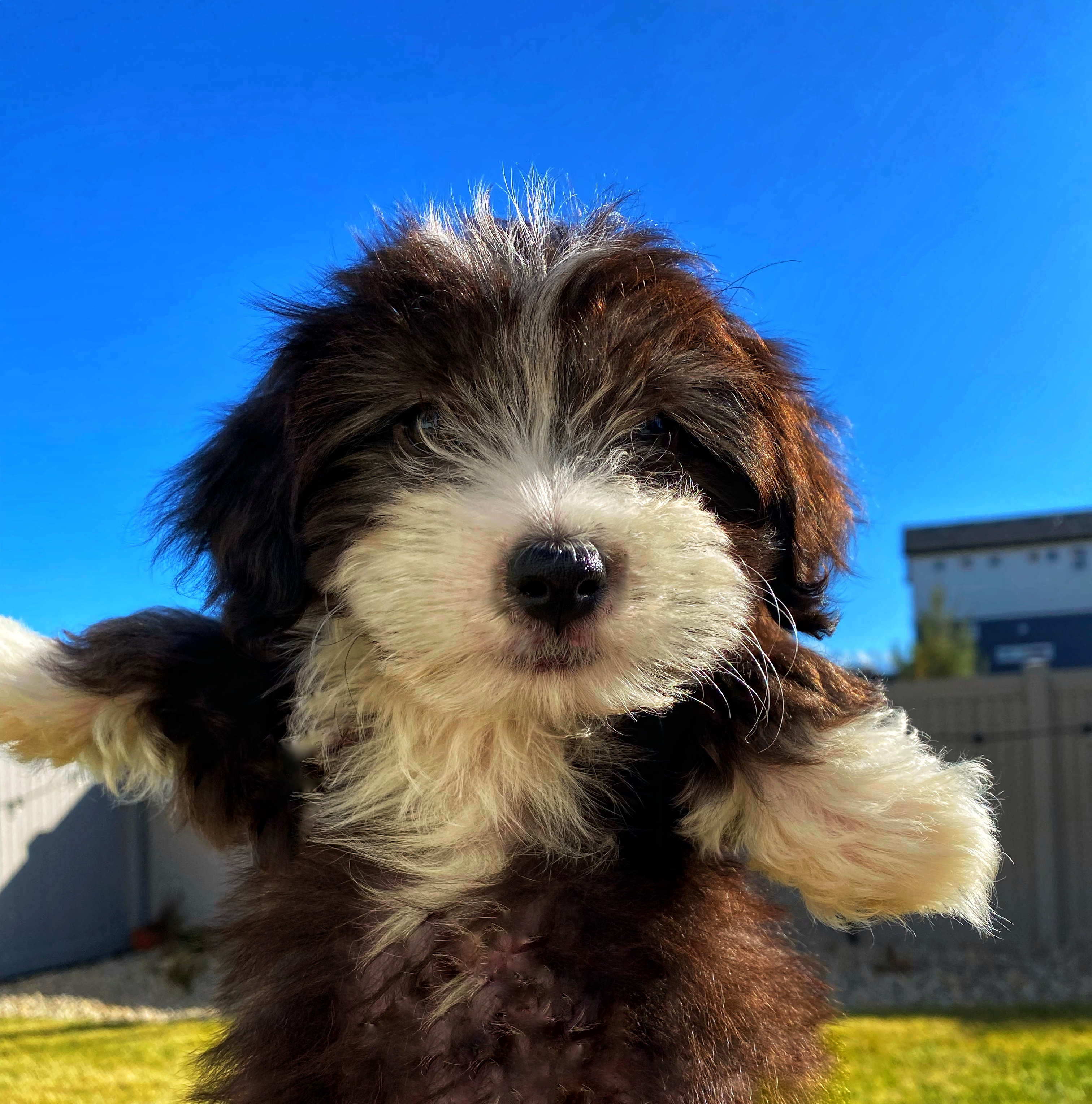 Utah Havanese